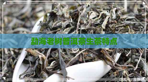 勐海老树普洱茶生茶特点