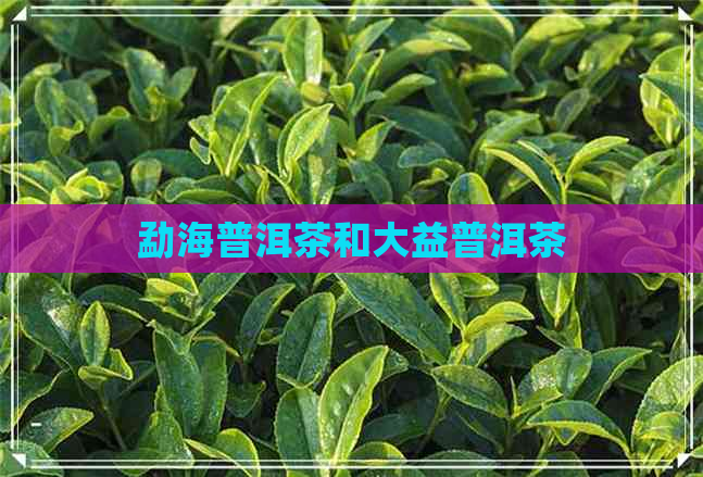 勐海普洱茶和大益普洱茶