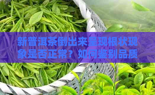 新普洱茶倒出来呈现根状现象是否正常？如何鉴别品质？