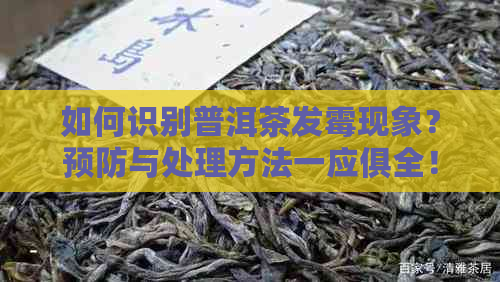 如何识别普洱茶发霉现象？预防与处理方法一应俱全！