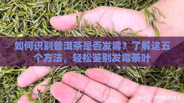 如何识别普洱茶是否发霉？了解这五个方法，轻松鉴别发霉茶叶