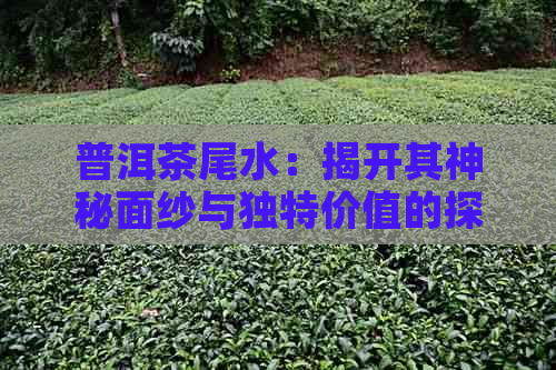 普洱茶尾水：揭开其神秘面纱与独特价值的探索