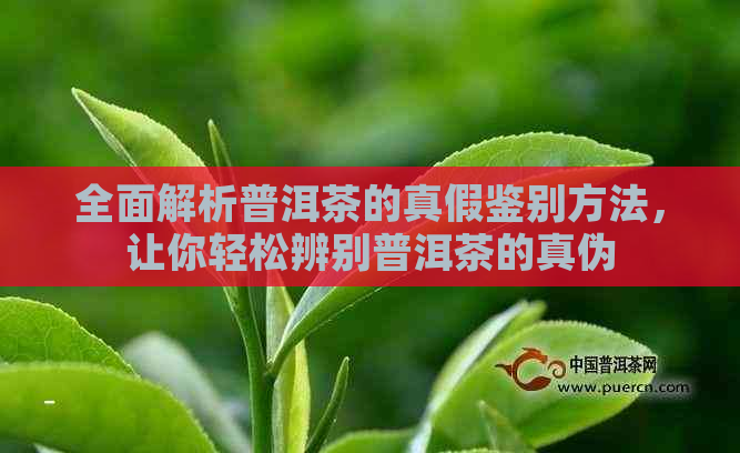 全面解析普洱茶的真假鉴别方法，让你轻松辨别普洱茶的真伪