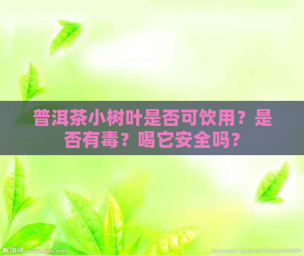 普洱茶小树叶是否可饮用？是否有？喝它安全吗？