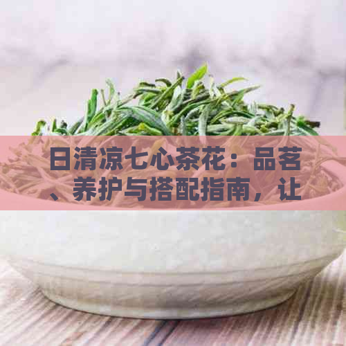 日清凉七心茶花：品茗、养护与搭配指南，让你的日生活更加美好