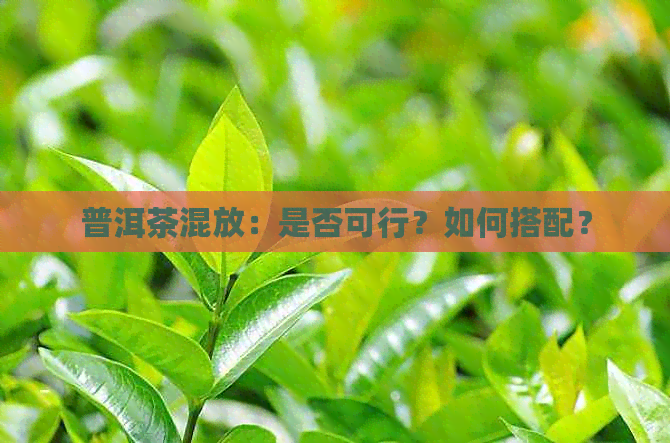 普洱茶混放：是否可行？如何搭配？