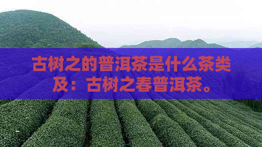 古树之的普洱茶是什么茶类及：古树之春普洱茶。