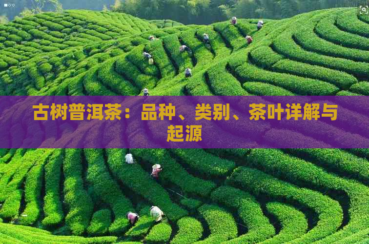 古树普洱茶：品种、类别、茶叶详解与起源