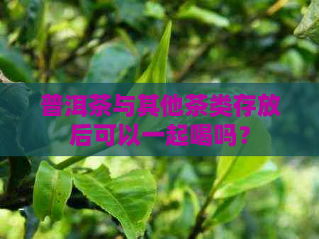 普洱茶与其他茶类存放后可以一起喝吗？