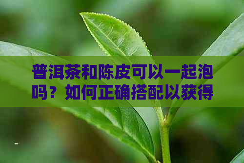 普洱茶和陈皮可以一起泡吗？如何正确搭配以获得效果？