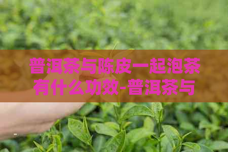 普洱茶与陈皮一起泡茶有什么功效-普洱茶与陈皮一起泡茶有什么功效和作用