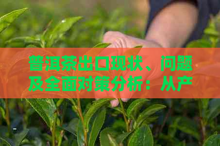 普洱茶出口现状、问题及全面对策分析：从产业链到市场的深度探究