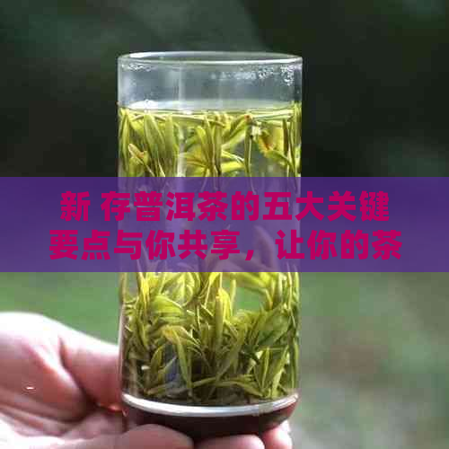 新 存普洱茶的五大关键要点与你共享，让你的茶叶保持状态