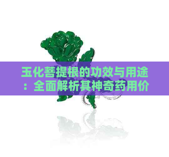 玉化菩提根的功效与用途：全面解析其神奇药用价值及现代研究发现