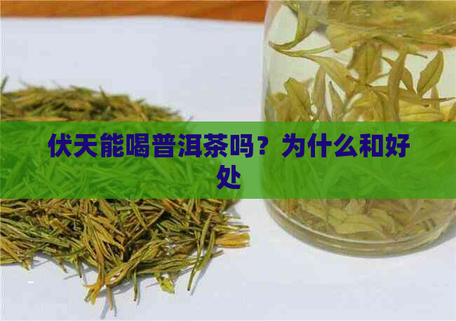 伏天能喝普洱茶吗？为什么和好处