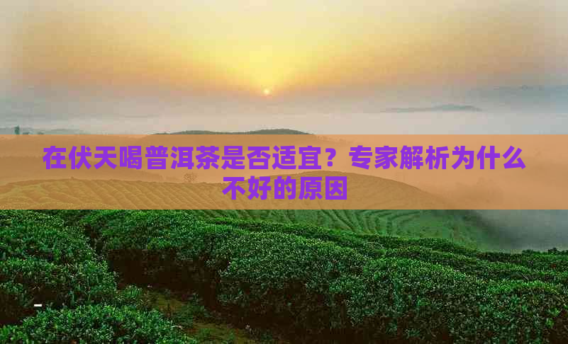 在伏天喝普洱茶是否适宜？专家解析为什么不好的原因