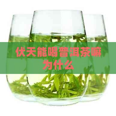 伏天能喝普洱茶嘛为什么