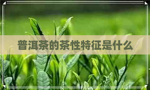 普洱茶的茶性特征是什么