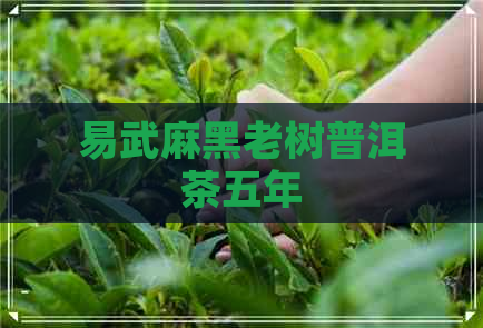 易武麻黑老树普洱茶五年