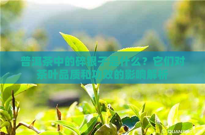 普洱茶中的碎银子是什么？它们对茶叶品质和功效的影响解析