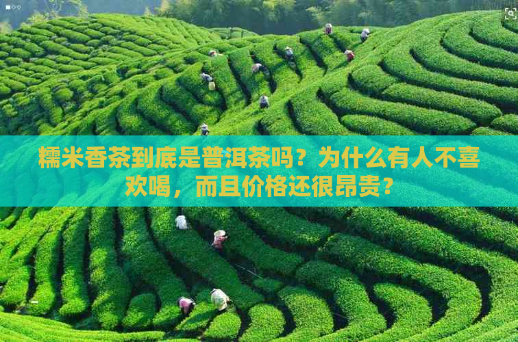 糯米香茶到底是普洱茶吗？为什么有人不喜欢喝，而且价格还很昂贵？