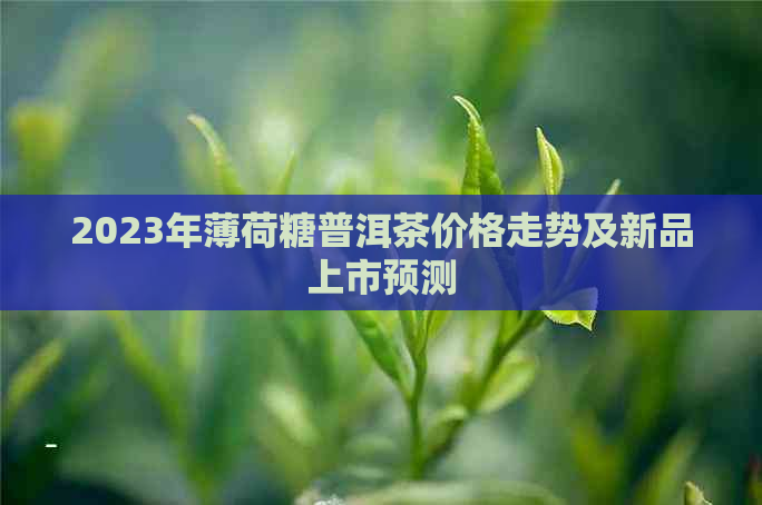 2023年薄荷糖普洱茶价格走势及新品上市预测