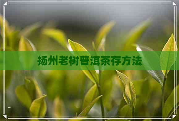 扬州老树普洱茶存方法