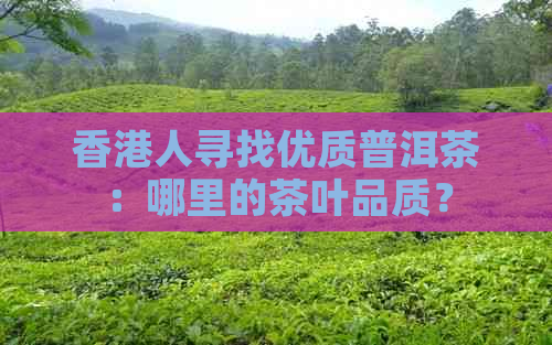 人寻找优质普洱茶：哪里的茶叶品质？