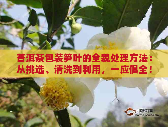 普洱茶包装笋叶的全貌处理方法：从挑选、清洗到利用，一应俱全！