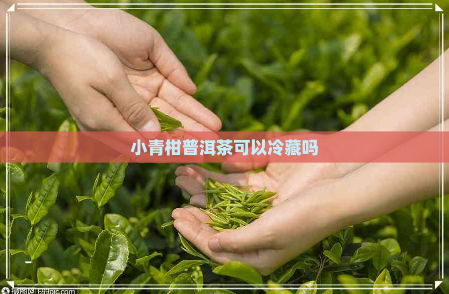 小青柑普洱茶可以冷藏吗