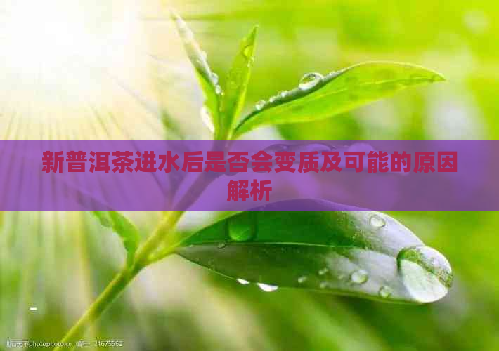 新普洱茶进水后是否会变质及可能的原因解析