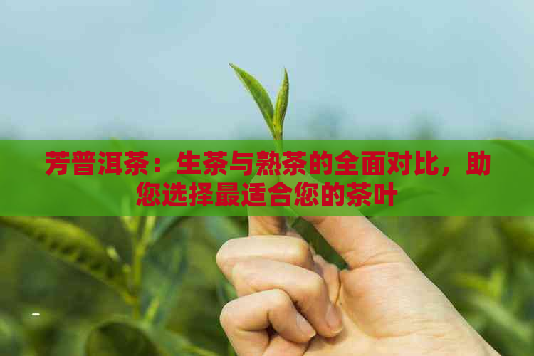 芳普洱茶：生茶与熟茶的全面对比，助您选择最适合您的茶叶