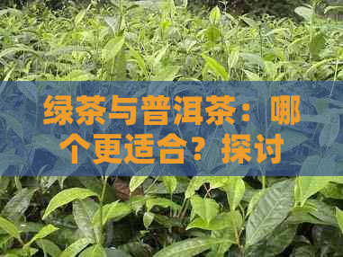 绿茶与普洱茶：哪个更适合？探讨两者的差异与优劣，为您提供全面的选择建议