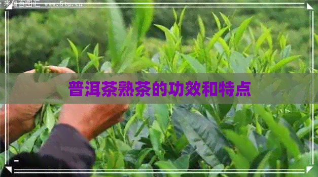 普洱茶熟茶的功效和特点