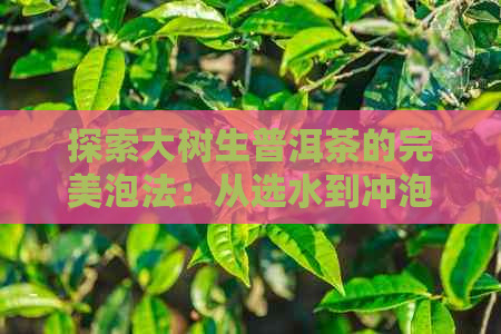 探索大树生普洱茶的完美泡法：从选水到冲泡技巧，让你品出口感！