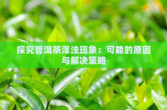 探究普洱茶浑浊现象：可能的原因与解决策略