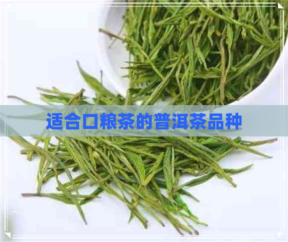 适合口粮茶的普洱茶品种