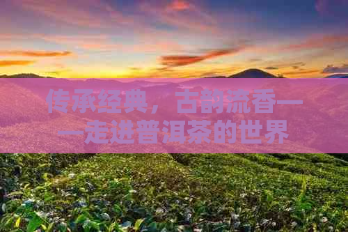 传承经典，古韵流香——走进普洱茶的世界