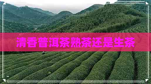 清香普洱茶熟茶还是生茶