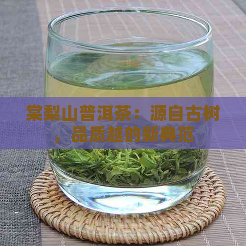 棠梨山普洱茶：源自古树，品质越的新典范