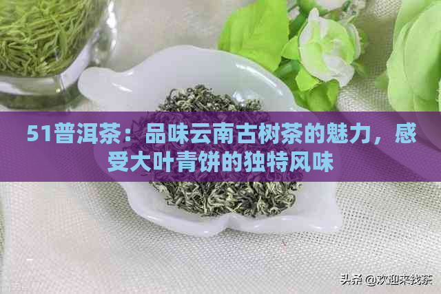 51普洱茶：品味云南古树茶的魅力，感受大叶青饼的独特风味