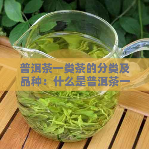 普洱茶一类茶的分类及品种：什么是普洱茶一类茶？有哪些普洱茶一类茶？