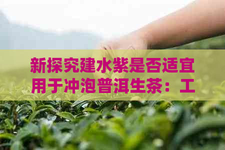 新探究建水紫是否适宜用于冲泡普洱生茶：工艺与口感的完美融合