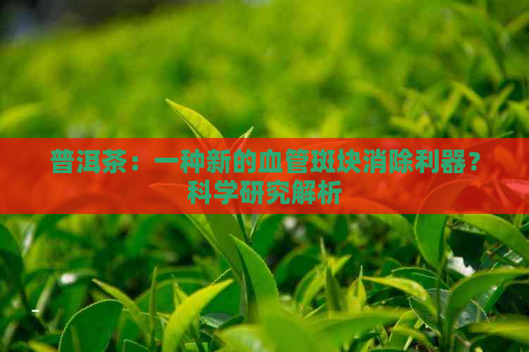 普洱茶：一种新的血管斑块消除利器？科学研究解析