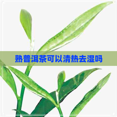 熟普洱茶可以清热去湿吗