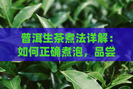 普洱生茶煮法详解：如何正确煮泡，品尝与保存技巧全面掌握