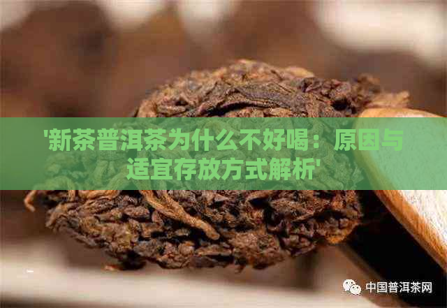 '新茶普洱茶为什么不好喝：原因与适宜存放方式解析'