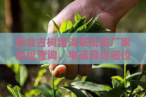 新会古树普洱茶批发厂家地址查询，电话及详细位置信息