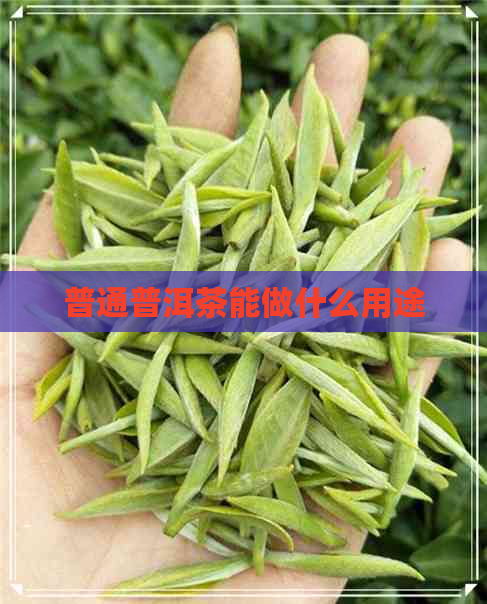 普通普洱茶能做什么用途