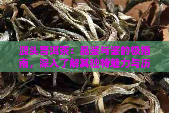 源头普洱茶：品鉴与鉴的极指南，深入了解其独特魅力与历背景